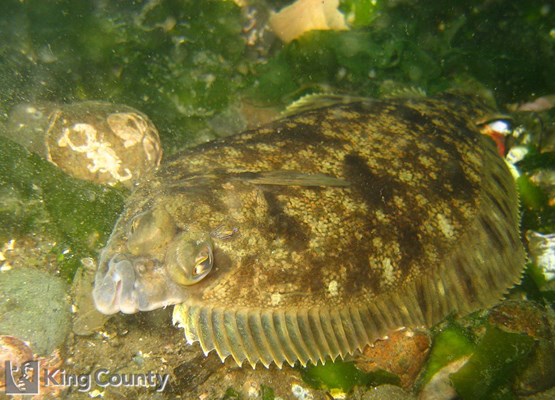 Photo of Pleuronectes bilineatus